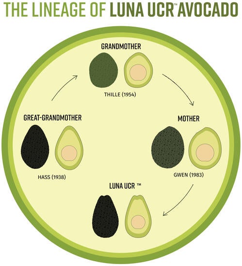 A graph showing four different types of avocados and how they led to this one