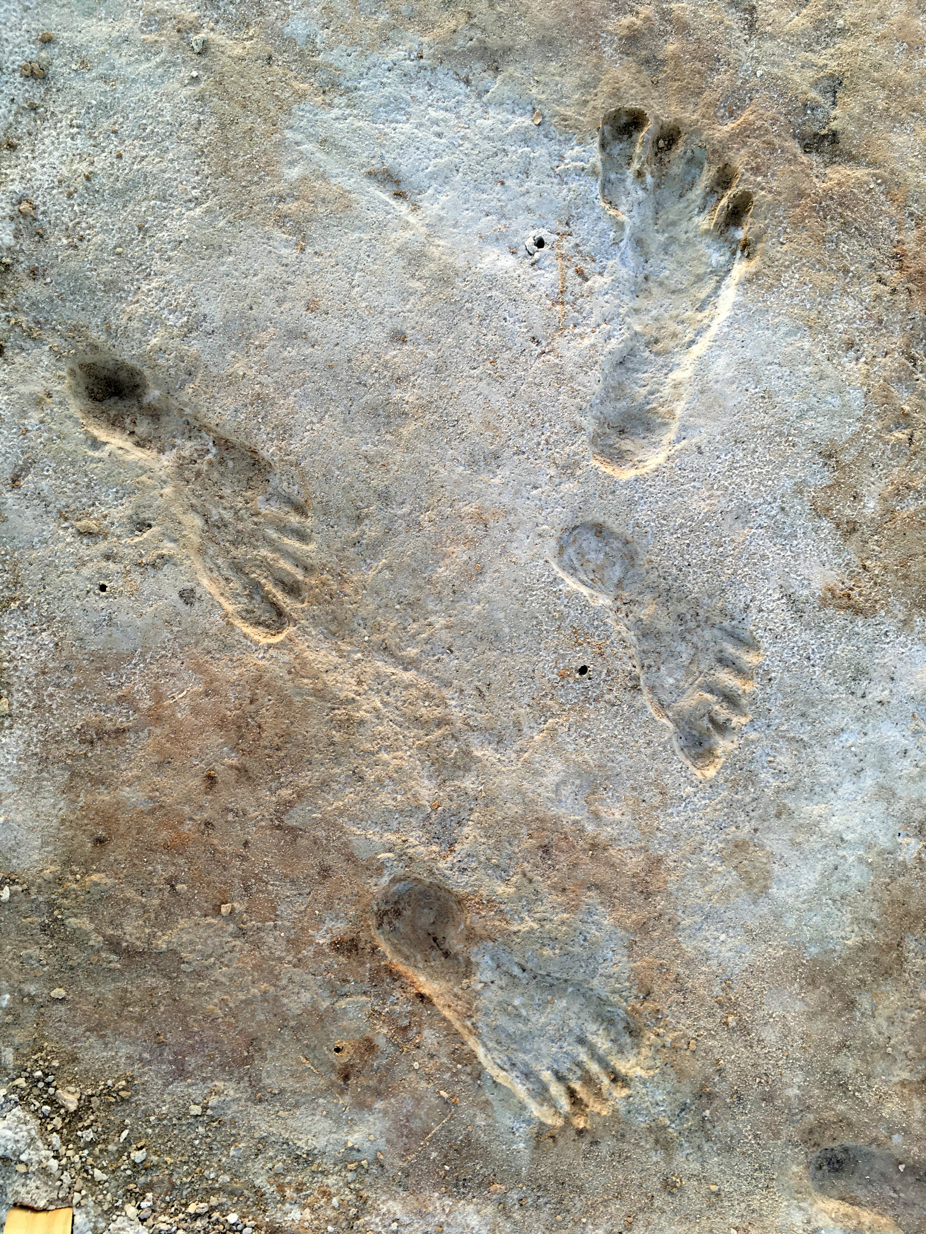 Four fossilized footprints in a light, mottled surface.