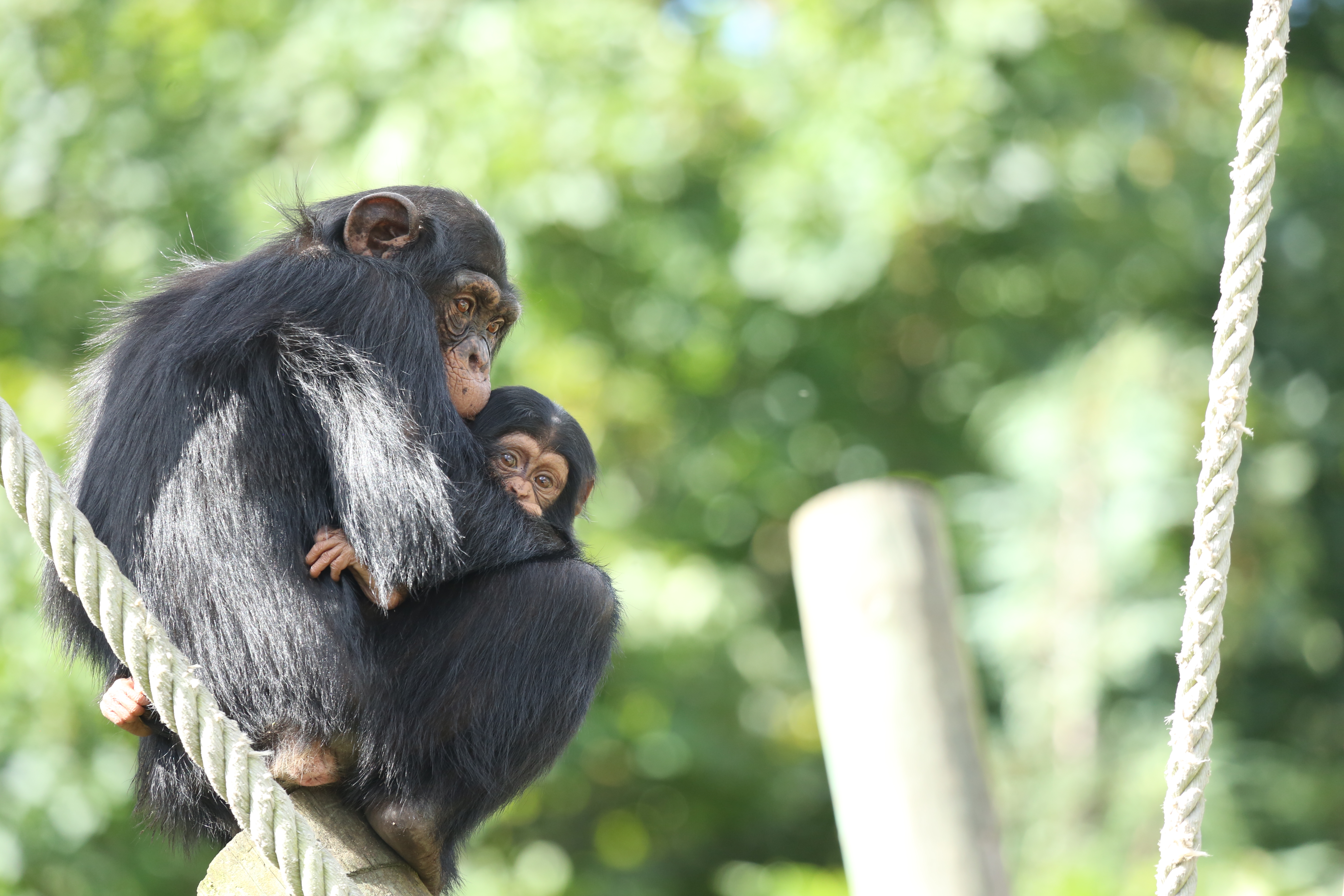 Two bonobos, a big and a small one, cling to each other, balanced on a post, with a rope running behind them.