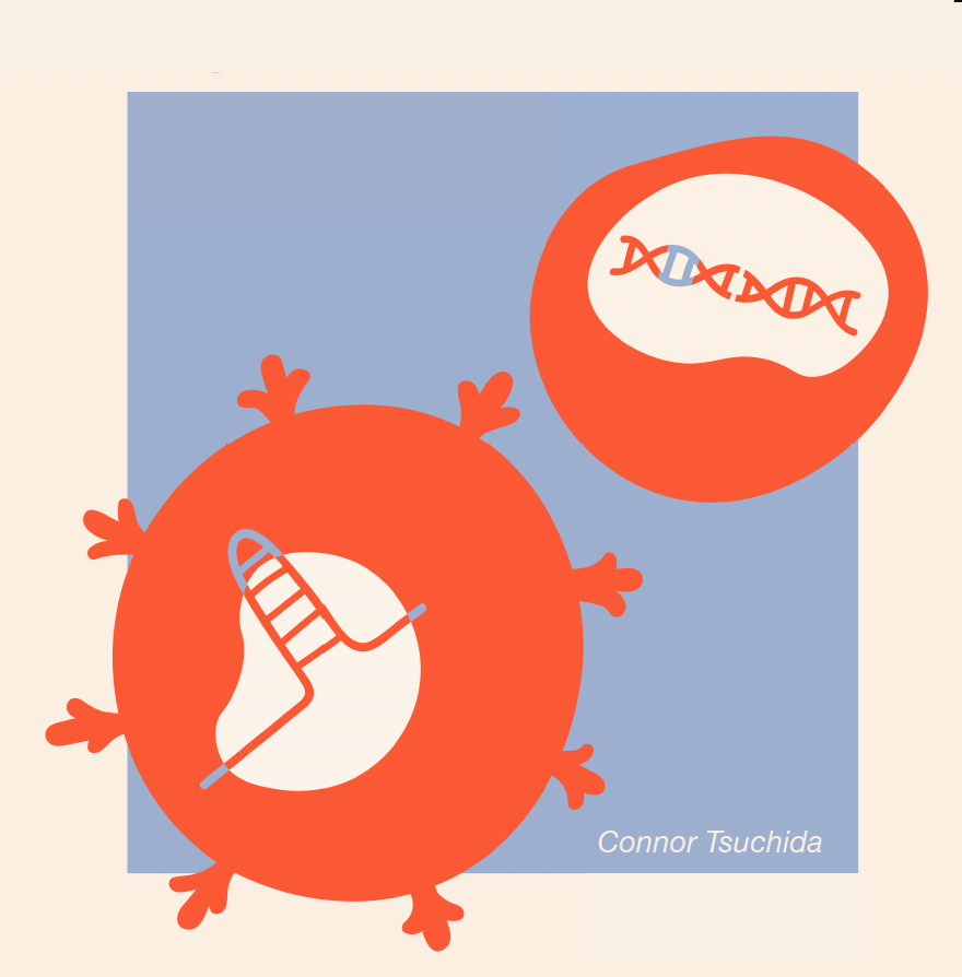 Artistic rendering of a Cas9 ribonucleoprotein encapsulated in an enveloped delivery vehicle (left) decorated with antibody fragments that make it home in on one specific type of cell (right). Inside the cell, the DNA targeted for editing by Cas9 is shown in gray.