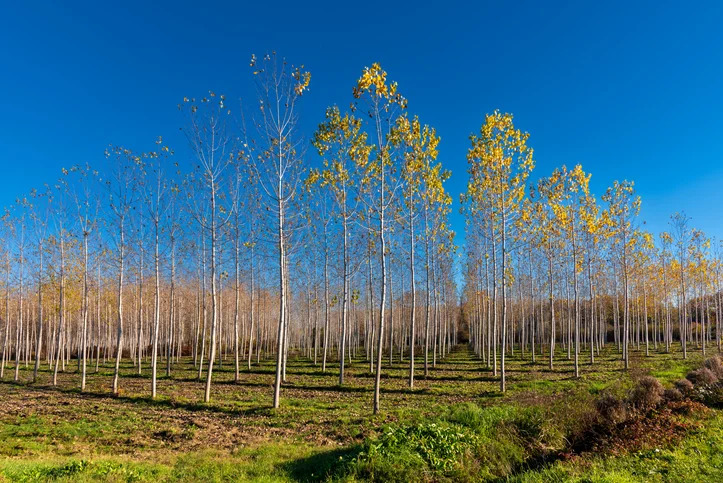 Rows of mostly bare poplar trees against a blue sky