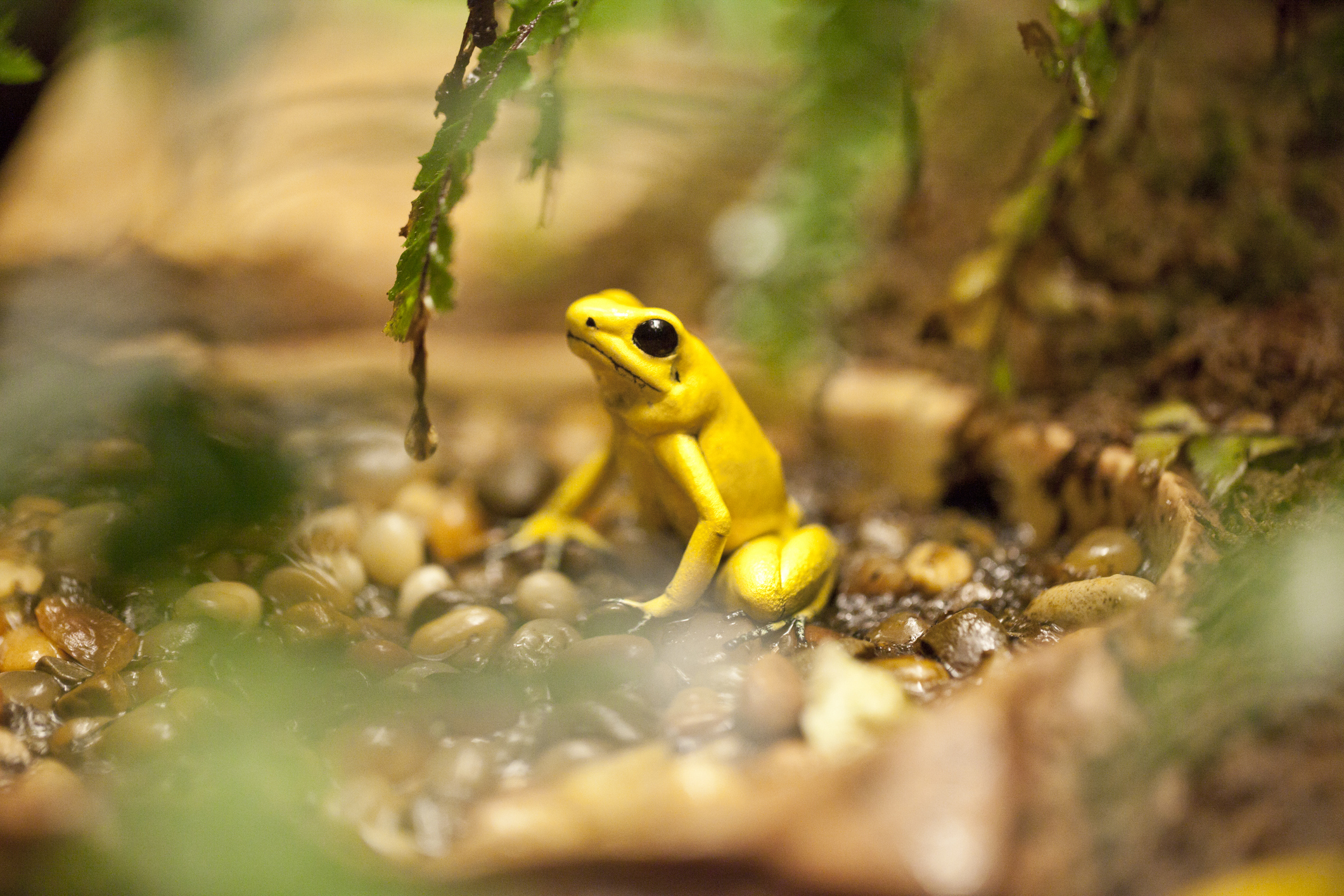A golden poison frog with bright yellow skin sits on the jungle floor