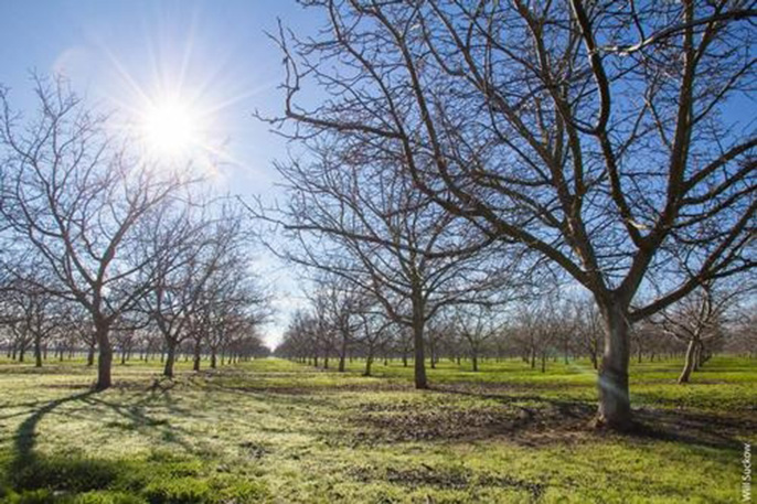 If the current trend of warmer winters continues in Yolo County, chill hours may be insufficient for many walnut varieties by the year 2100.