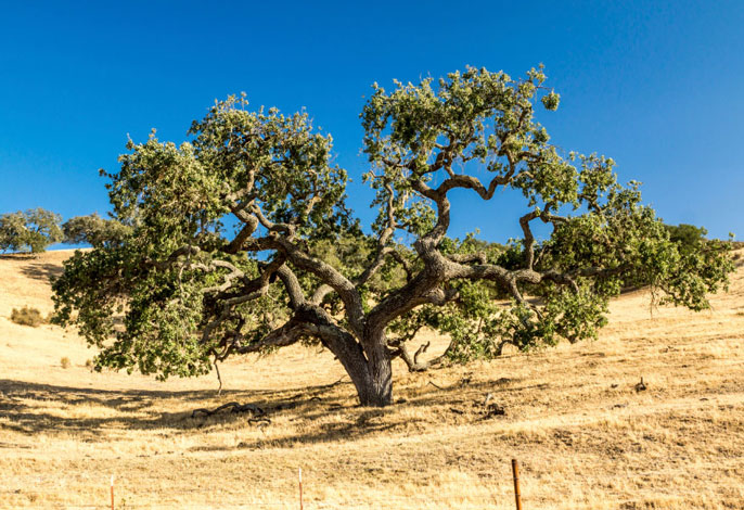 California live oak UCLA