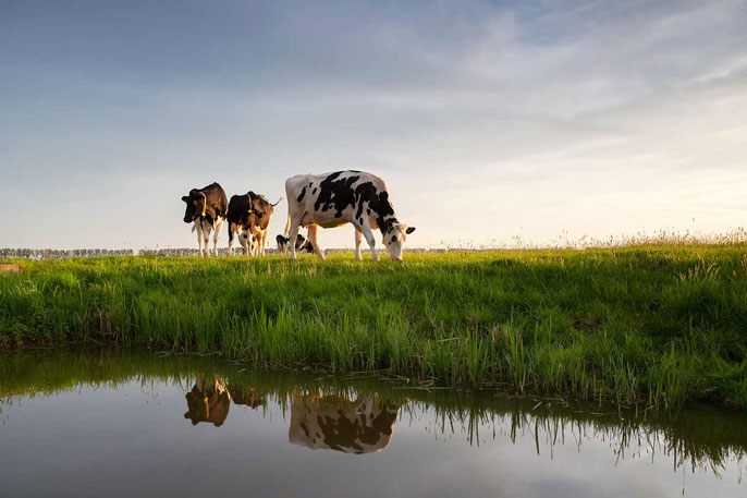 Cows graze above water