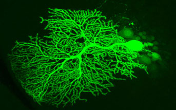 Mouse neuron image