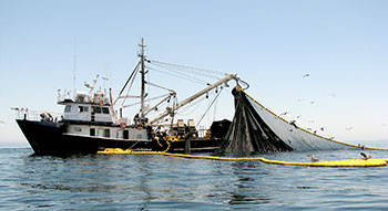 sardine fishing boat, Gulf of California