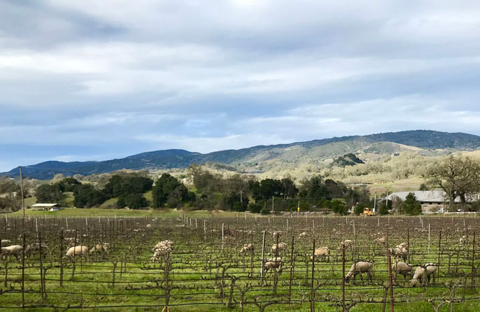 Sheep in a biodynamic vineyard