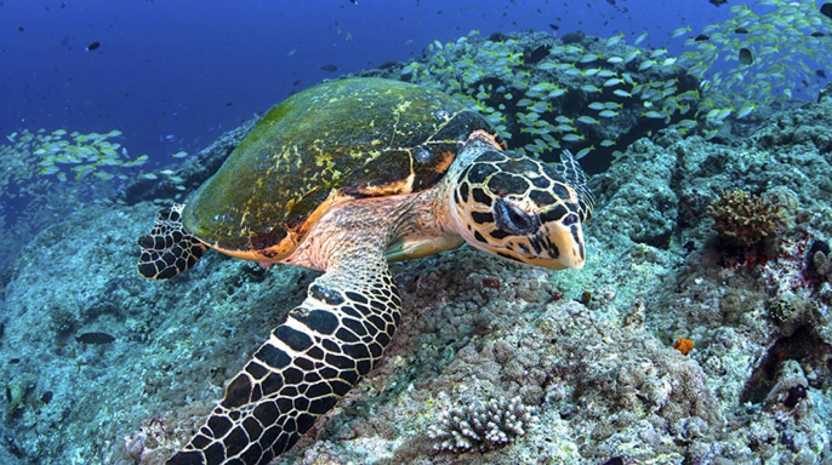 A new study offers strategic guidance on the placement of marine protected areas to meet global conservation goals - See more at: http://www.news.ucsb.edu/2015/016205/protecting-ocean-species#sthash.aMH7GEAd.PcNMUi3Q.dpuf