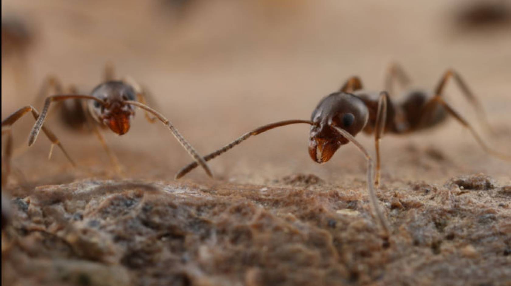 UC Riverside argentine ants