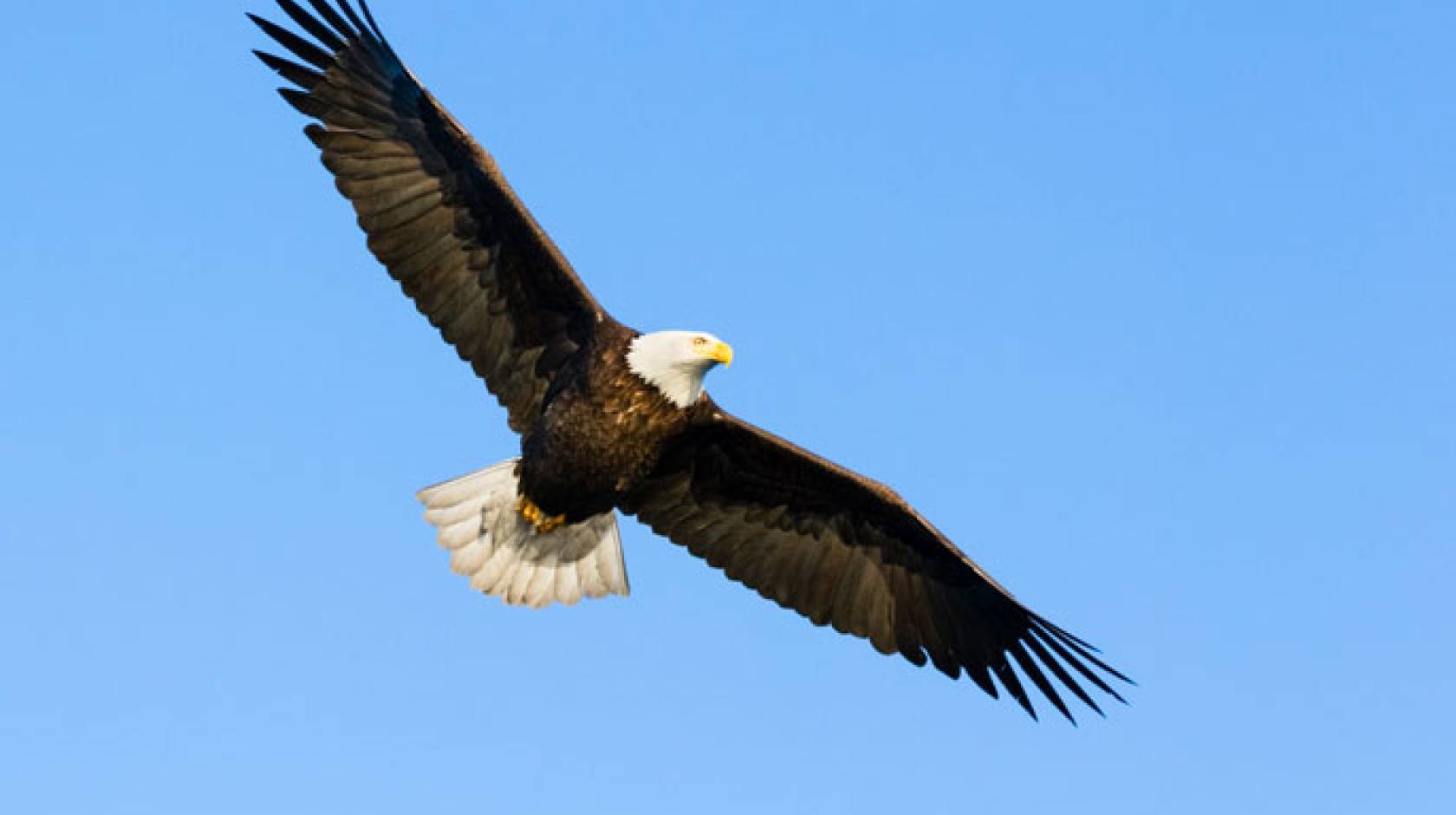 Eagle Kenneth Canning UC San Diego