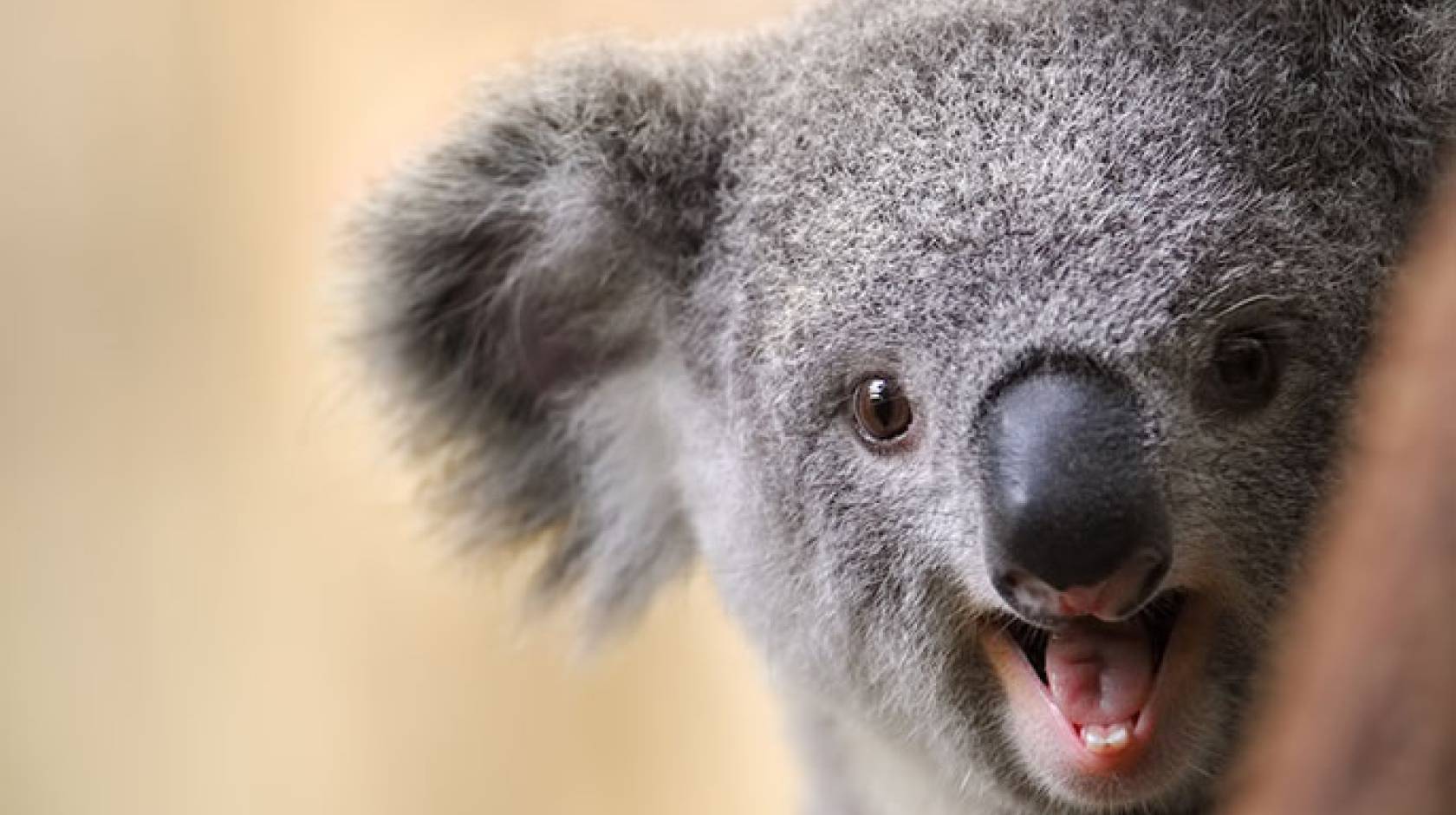 Koala laugh