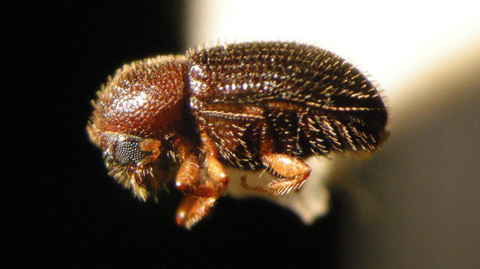 A closeup view of the coffee berry borer.