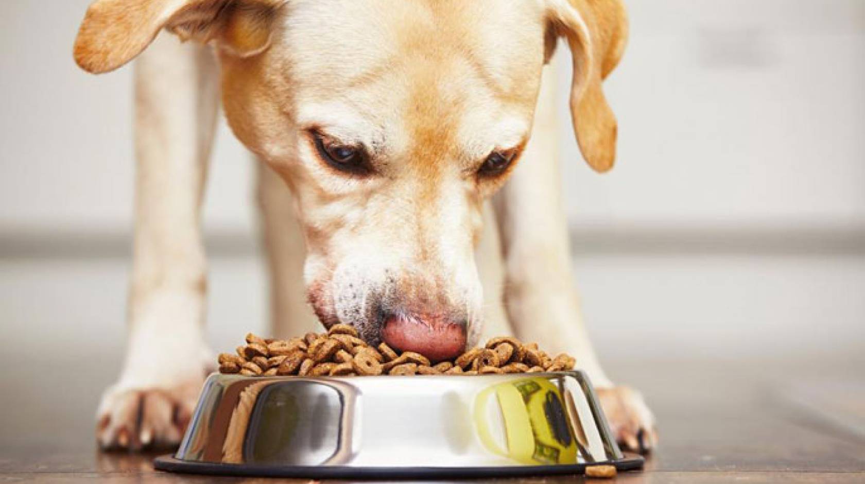 Labrador eating food