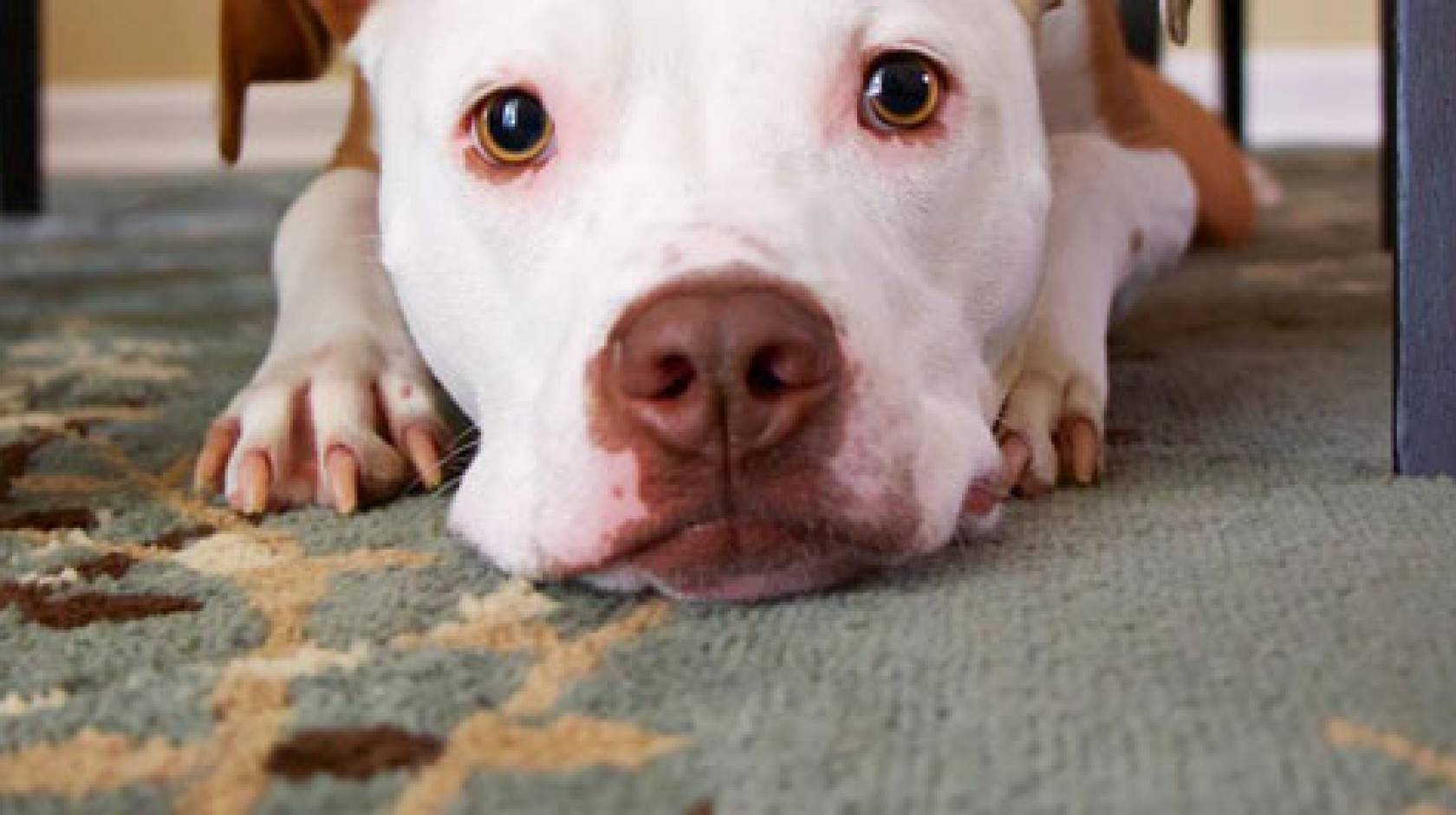 Pitbull staring cutely on a rug
