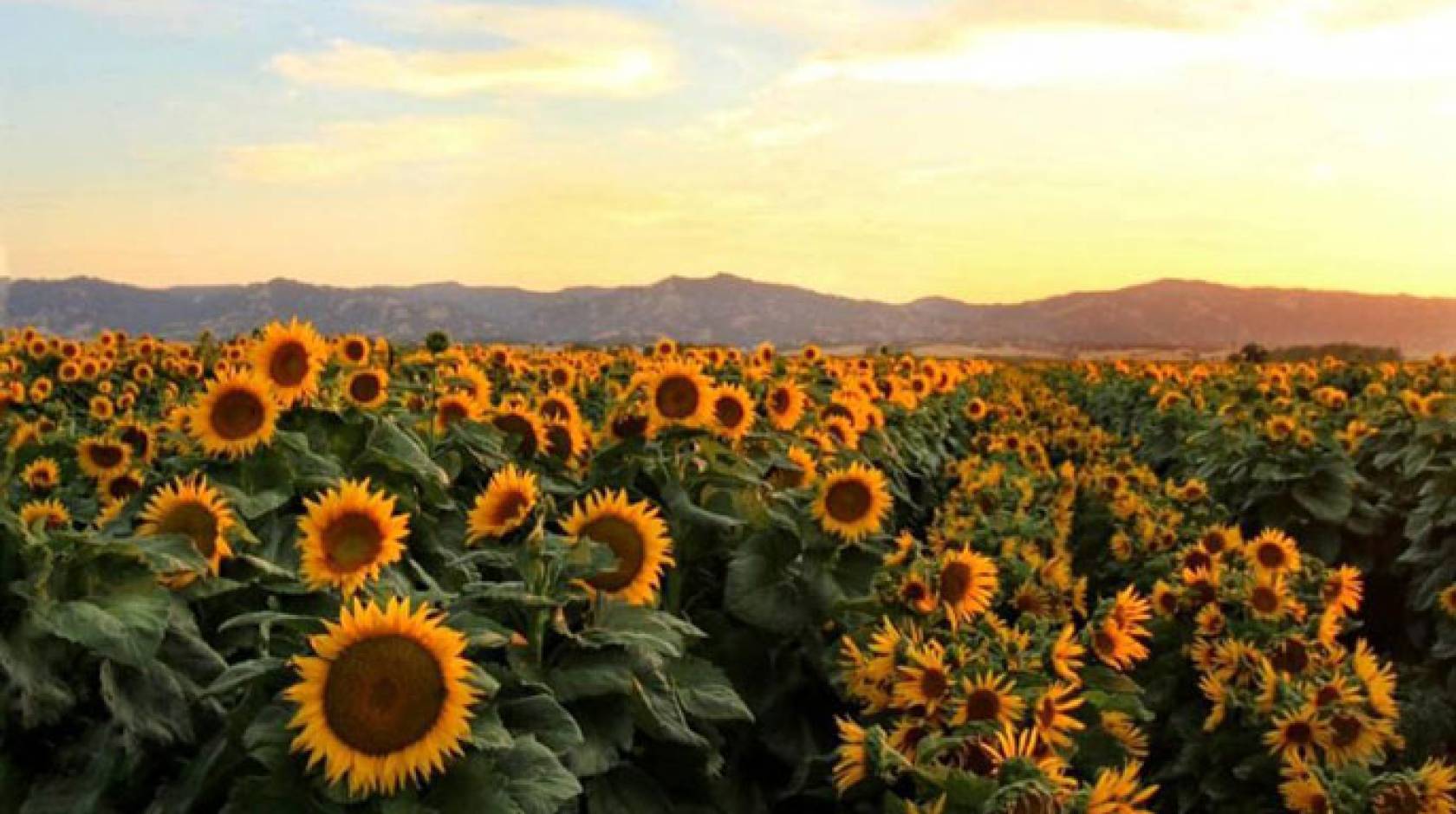 UC Davis sunflower rows