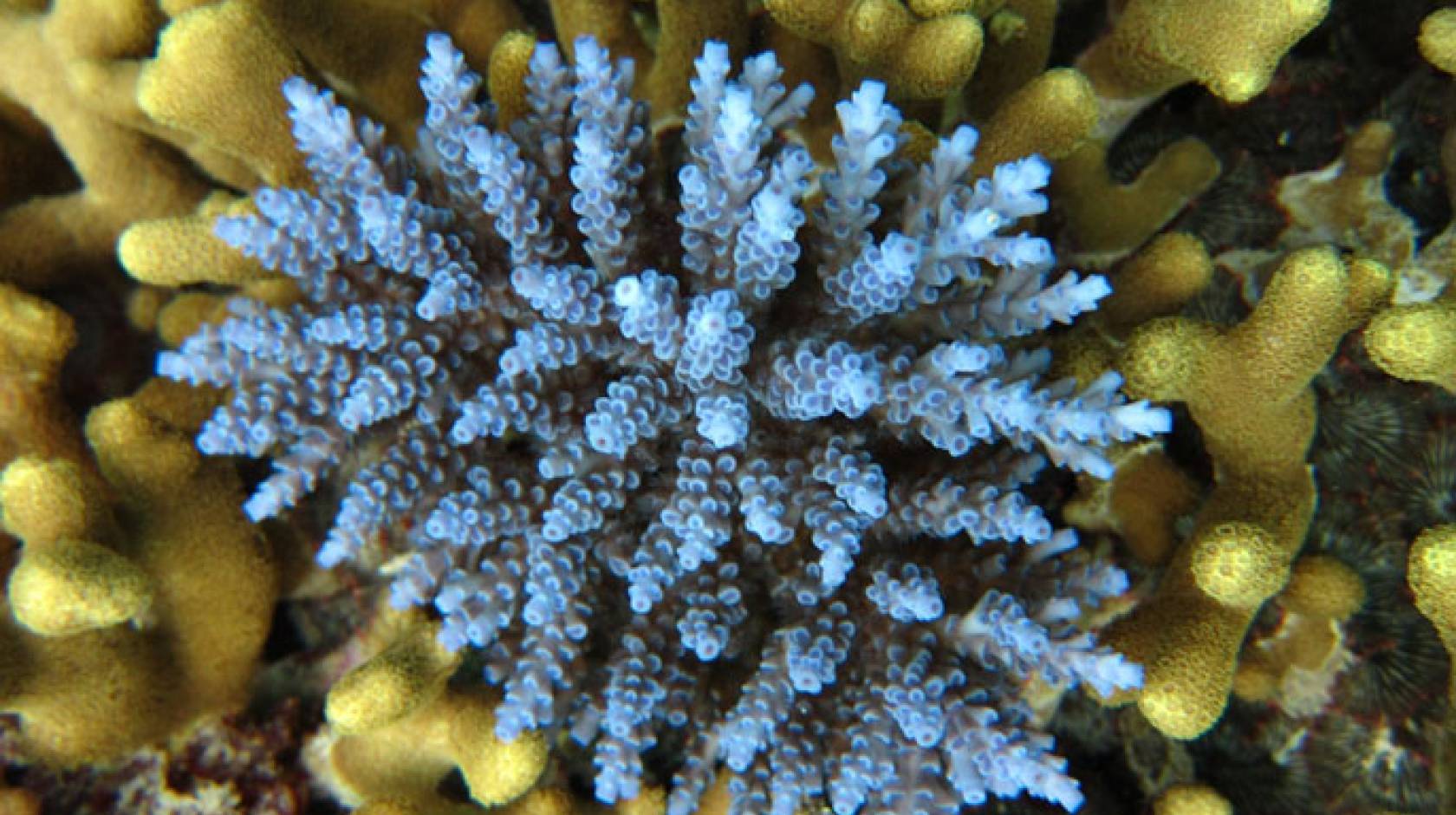 UC Santa Barbara coral