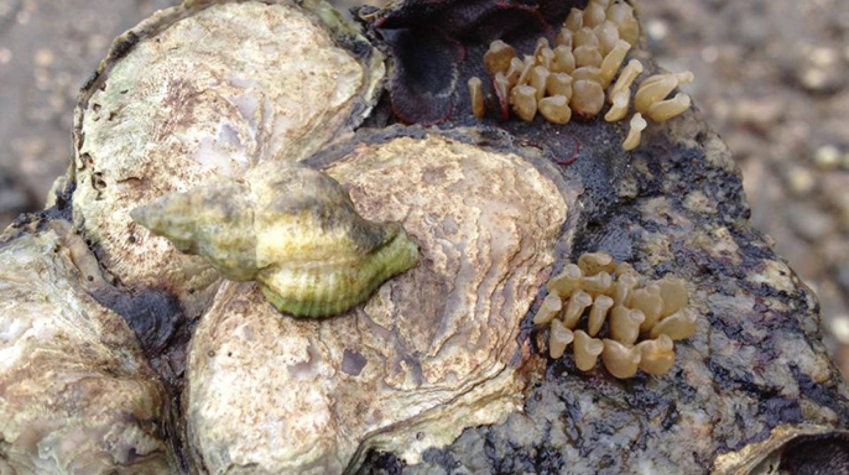 An invasive female oyster drill and her eggs attach to a native Olympia oyster in Tomales Bay.