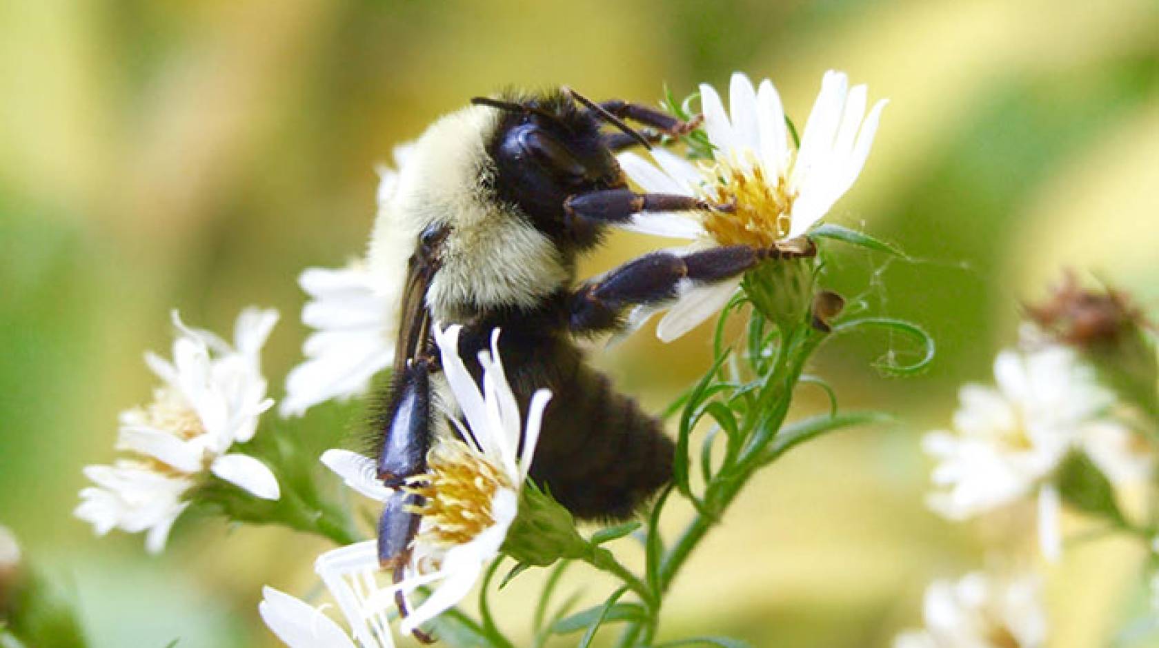 A queen bumblebee on a flower