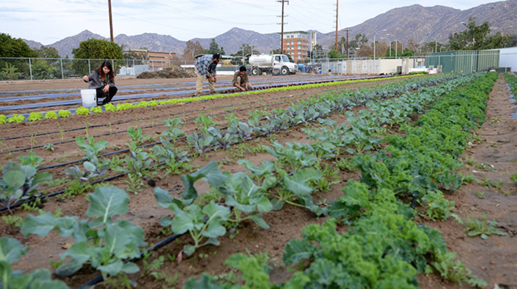 UC Riverside Global Food Security Week will take place May 9-15.