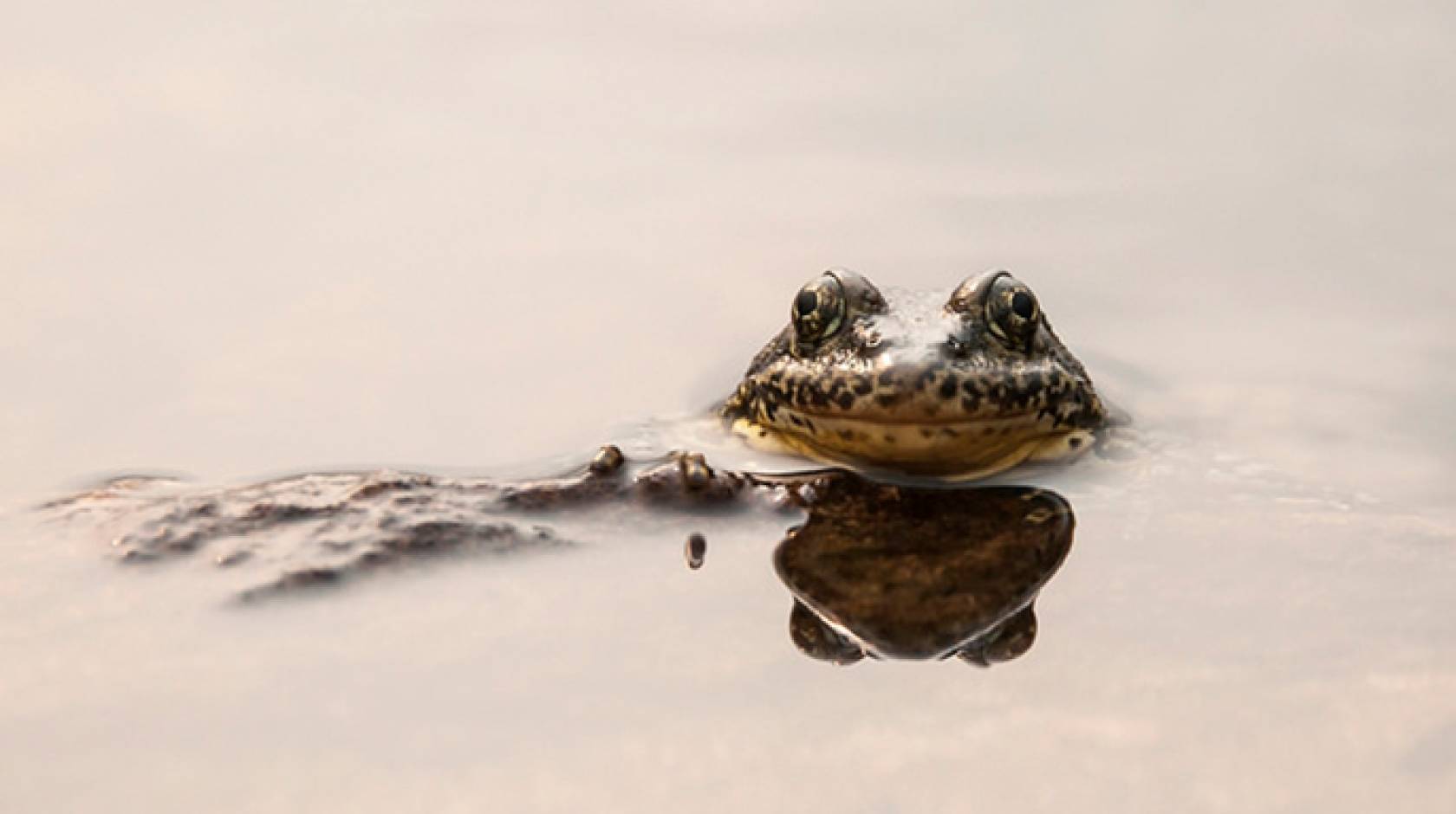 UCSB scientists collaborate with researchers, wildlife agencies, San Francisco, Oakland zoos to save endangered California species of frog 