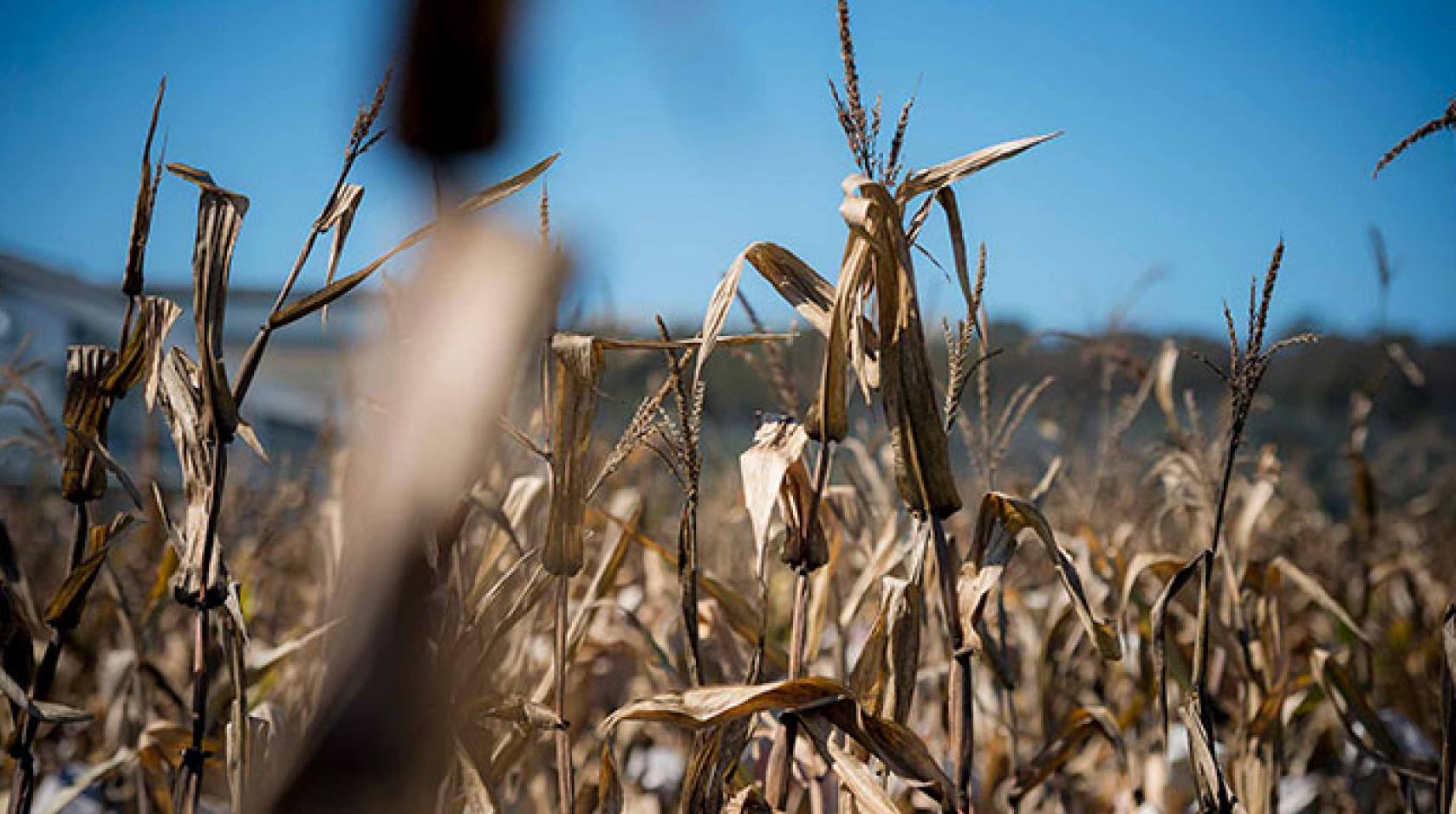 parched wheat