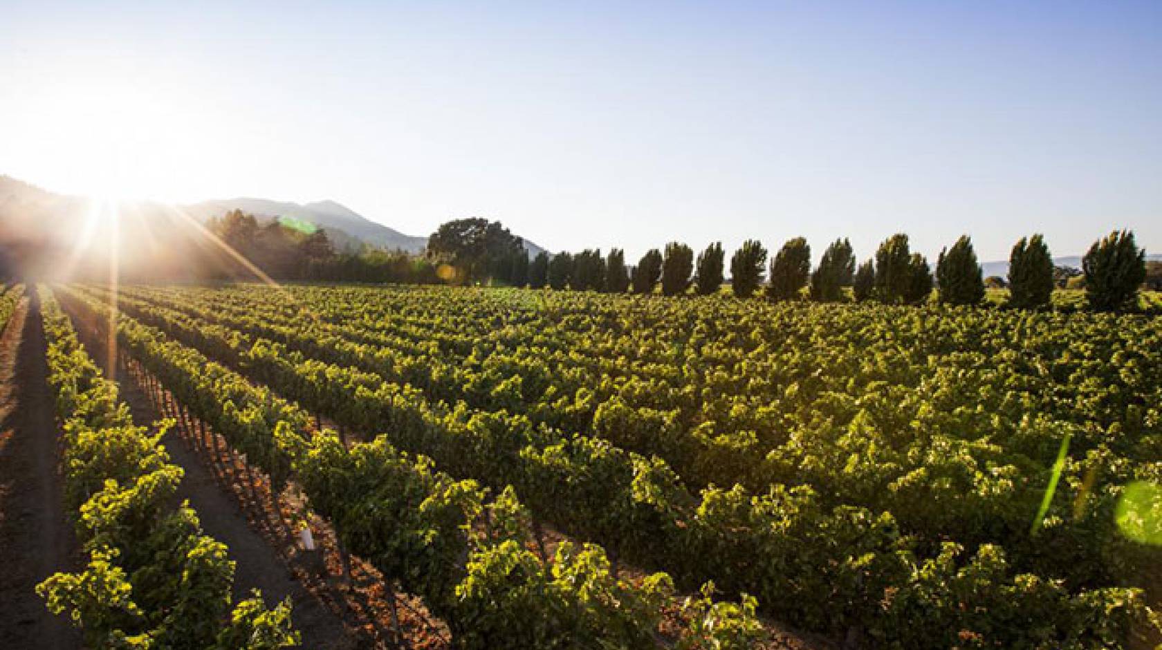 UC Davis vineyard