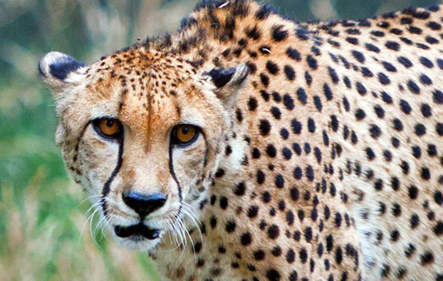 Cheetah UC Santa Barbara