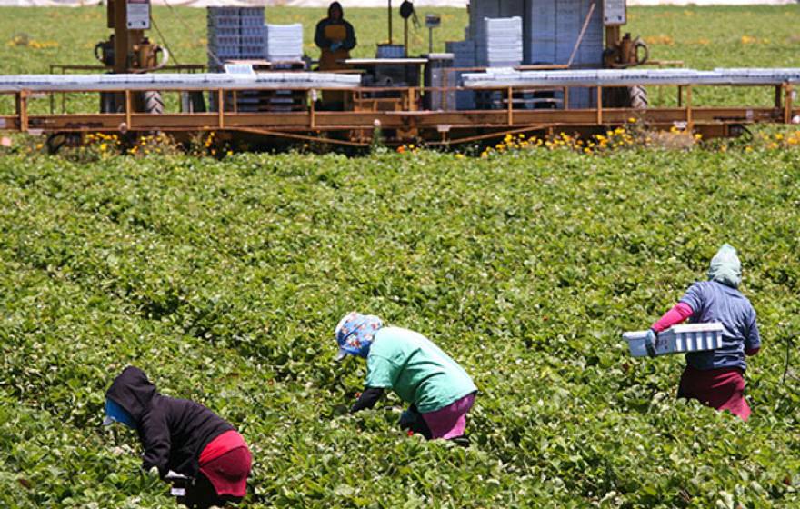Farmworkers in the field