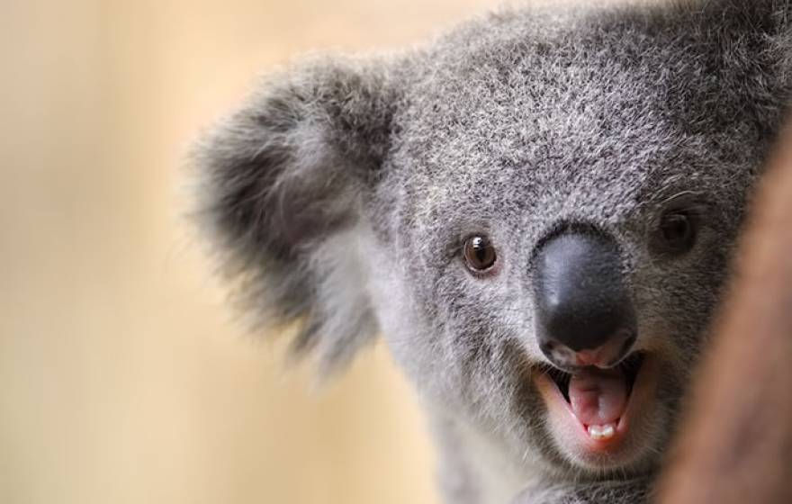 Koala laugh