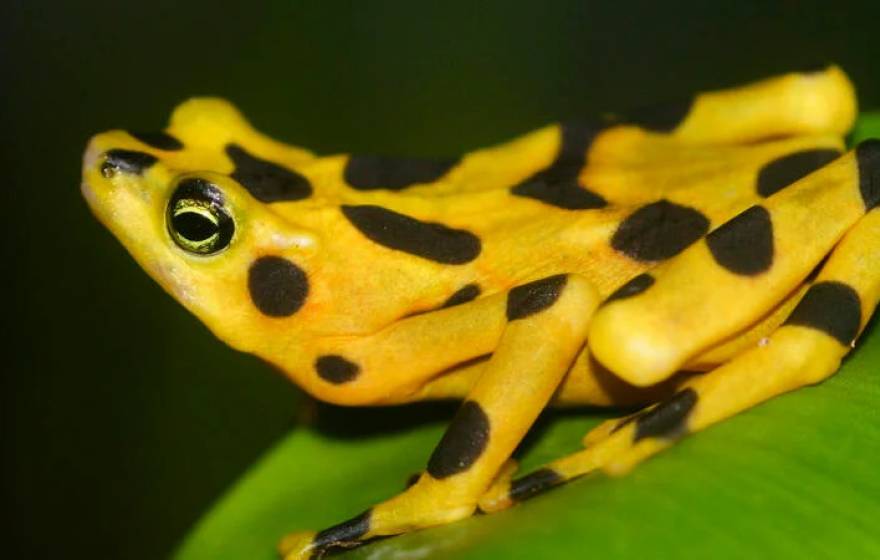 Panamanian golden frog, with black splotches and dots on its bright, shining yellow skin, sits on a leaf