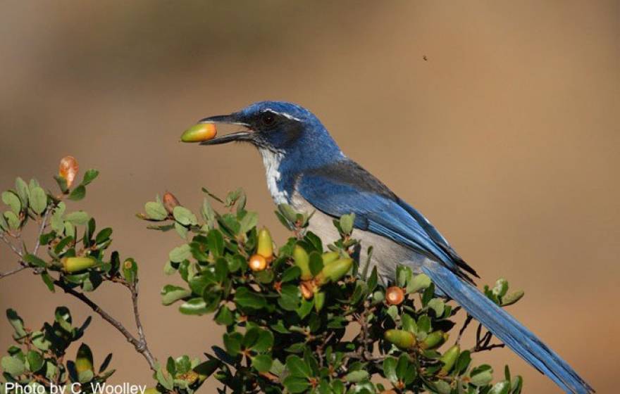 Scrub Jay UC Natural Reserve System