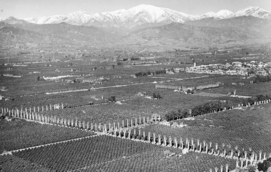 An aerial view of orange groves near Covina during World War II. 