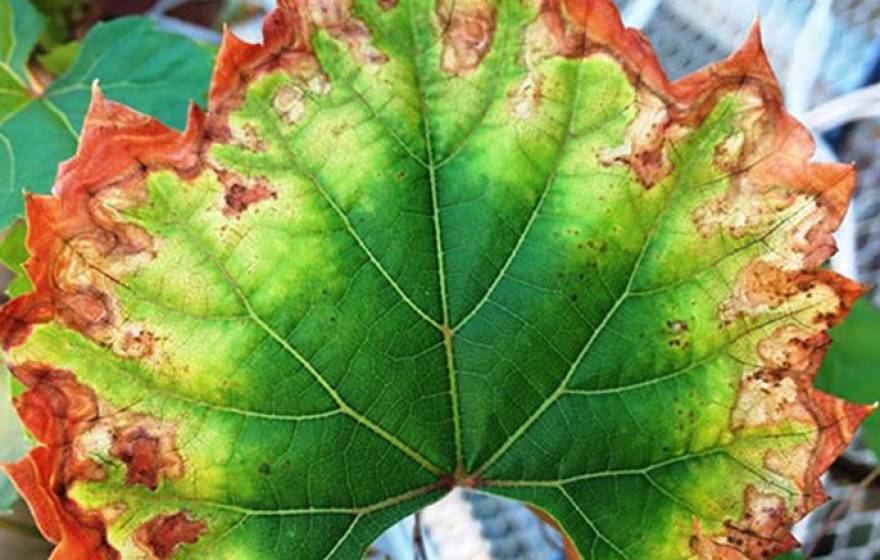 An enzyme appears to enable Xyllela fastidiosa bacteria to infect grapevines with Pierce's disease, causing serious leaf damage as pictured here. 