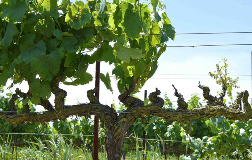 Temecula-based Agrobiomics is commercializing a sealant developed by UC Riverside’s Philippe Rolshausen. The sealant protects grapevines from fungal damage that is shown on the right side of this vine. 