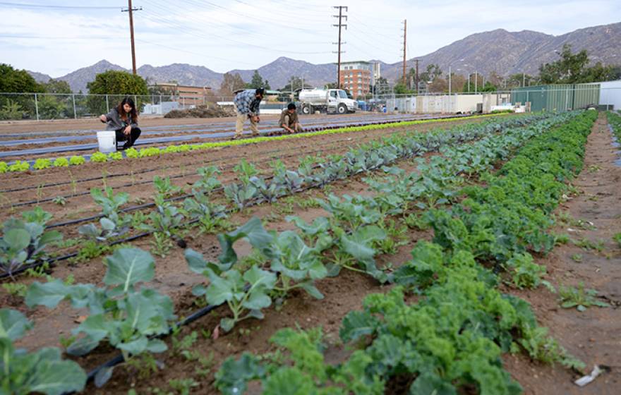 UC Riverside Global Food Security Week will take place May 9-15.