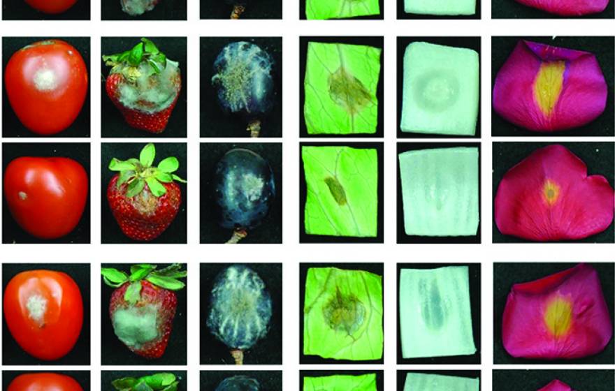 The images third from the bottom and at the bottom show fruit, vegetables and flowers treated with pathogen gene-targeting RNA molecules. The other images represent various control methods. 