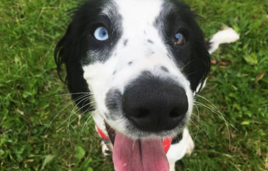 Happy border collie mix-type dog looking at camera