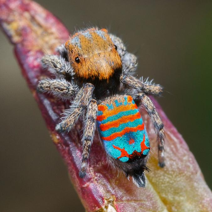 Peacock spider