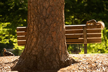 A squirrel sits on a bench at the UC Davis Arboretum, while a duck rests on the ground.