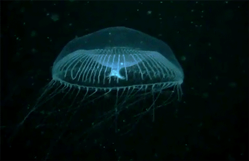 A crystal jellyfish swimming and then glowing in the dark under a black light