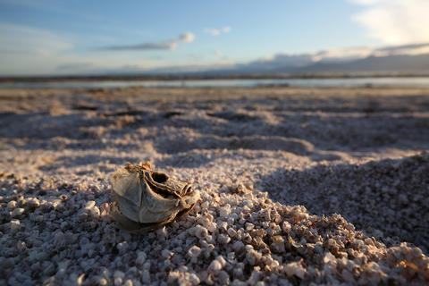 Salton Sea with shell