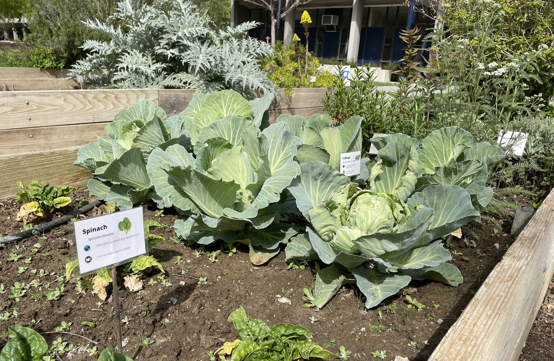 Cabbage and spinach growing in a small plot