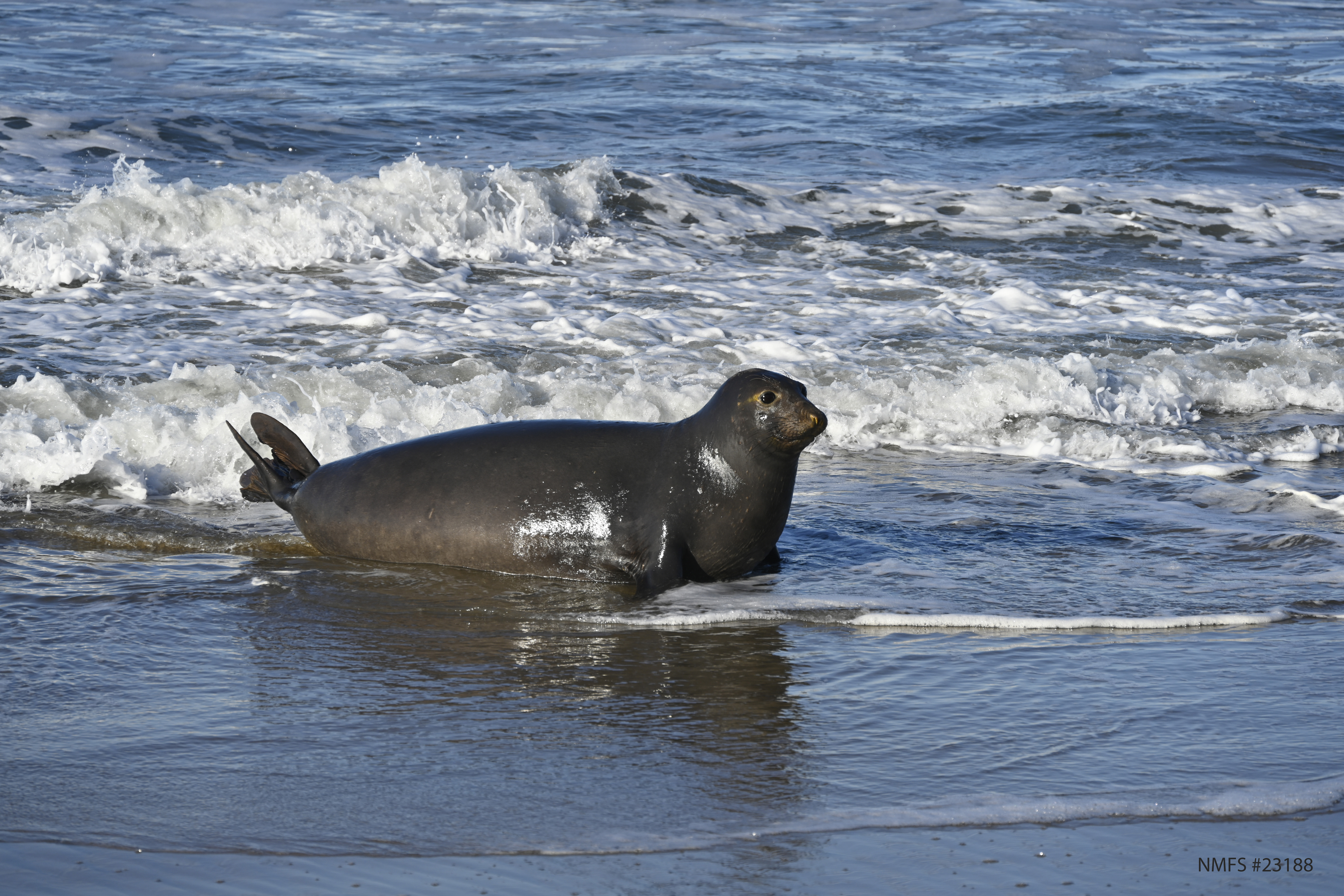 A pregnant elephant seal in the surf