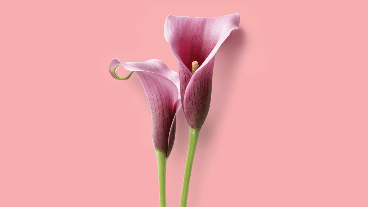 Calla lillies animated