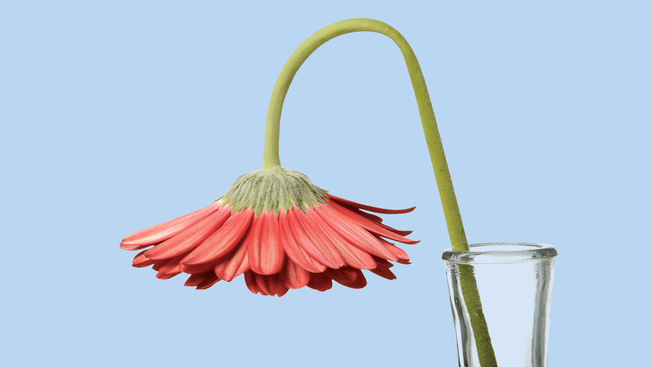 A drooping flower in water animated