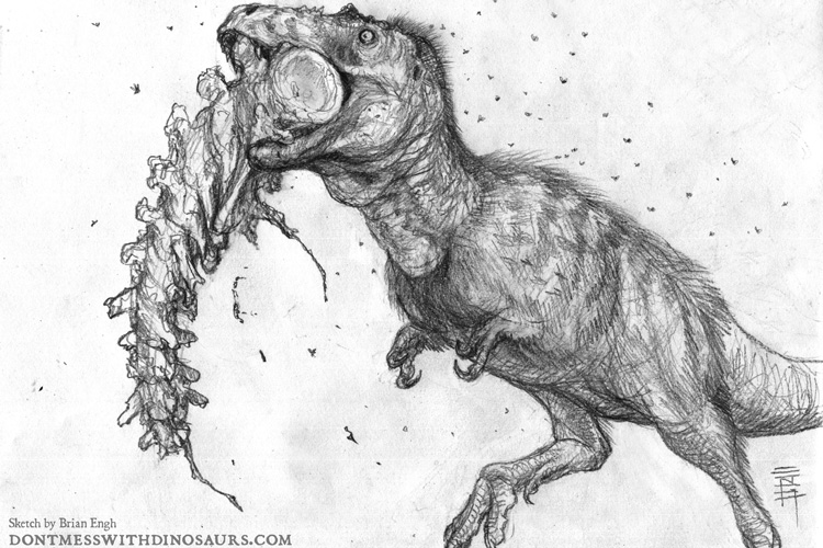 An artist’s black-and-white sketch of a young Tyrannosaurus rex, about 13 years old, chewing on the tail of an Edmontosaurus, a plant-eating, duckbill dinosaur of the late Cretaceous Period.