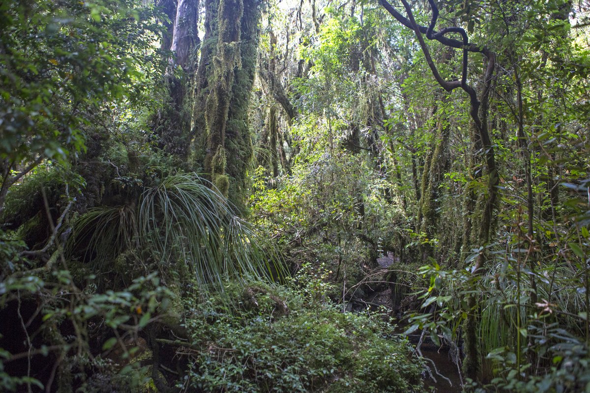 Temperate forests near the Senda Darwin Biological Station