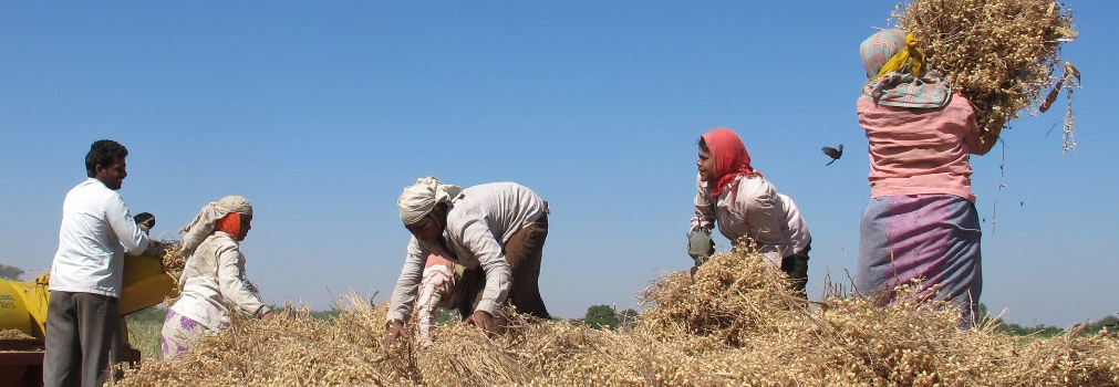 People in the field carrying grain