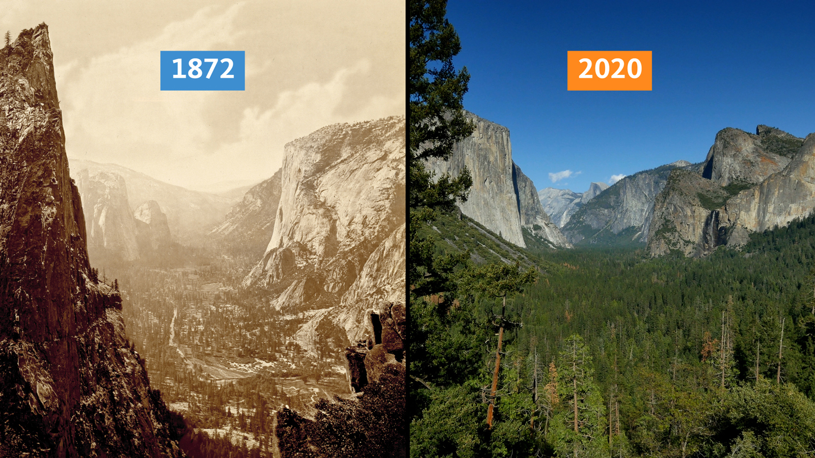 A side by side view of Yosemite 1872 vs 2020; trees are much sparser in 1872